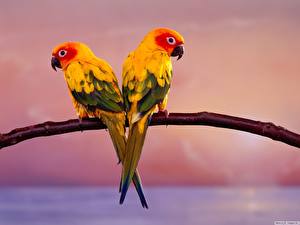 Wallpapers Birds Parrots