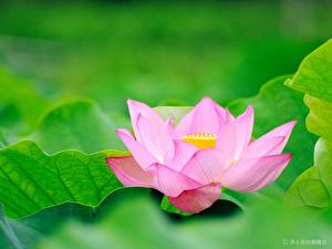 Bilder Lotus Blüte