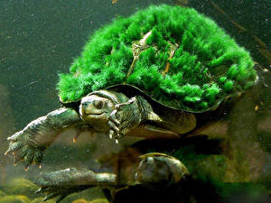 Bilder Schildkröten
