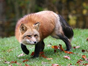 Pictures Foxes Animals