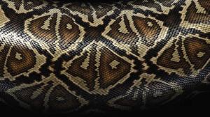 Wallpapers Snakes