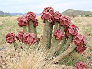 Bakgrunnsbilder Kaktuser Blomster