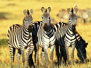 Papel de Parede Desktop Zebras