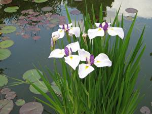 Bureaubladachtergronden Irissen bloem