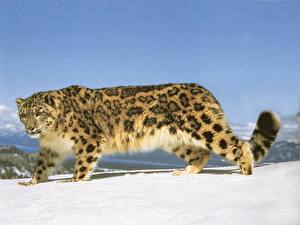 Desktop hintergrundbilder Große Katze Schneeleopard Tiere