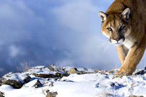 Bilder Große Katze Puma Tiere