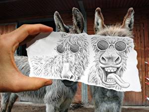 Picture Donkey Humor
