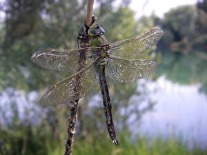 Pictures Insects Odonata