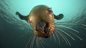 Picture Seals Whiskers animal