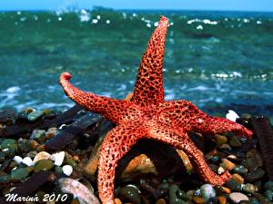 Papel de Parede Desktop Mundo subaquático Estrela-do-mar Animalia