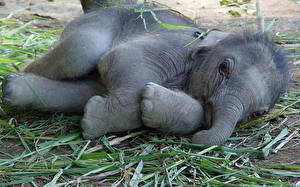 Image Elephant animal