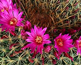 Bureaubladachtergronden Cactus