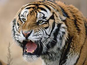 Bakgrunnsbilder Store kattedyr Tiger Tunge Dyr