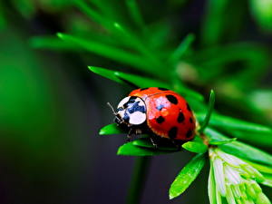 Pictures Insects Lady beetle