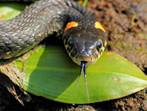 Fotos Schlangen Tiere