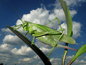 Picture Insects Grasshoppers animal