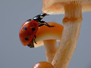 Images Insects Ladybugs