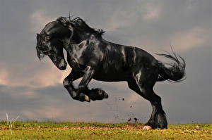 Desktop hintergrundbilder Pferde Schwarz ein Tier