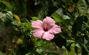 Images Hibiscus flower