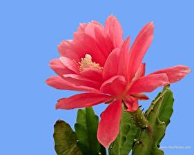 Bakgrunnsbilder Kaktus Blomster