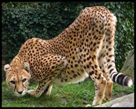 Bureaubladachtergronden Pantherinae Cheeta een dier