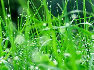 Photo Closeup Grass Nature
