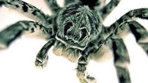 Bilder Insekten Webspinnen Tiere