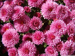 Bureaubladachtergronden Aster Roze kleur Bloemen