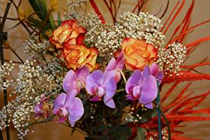 Bakgrundsbilder på skrivbordet Buketter Orkidé Blommor
