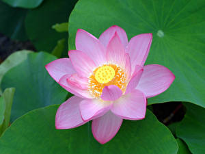 Bureaubladachtergronden Lotusbloem Bloemen