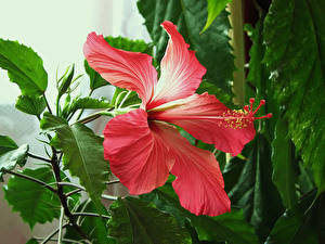 Wallpapers Rose mallow Flowers