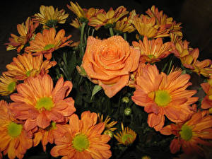 Bakgrundsbilder på skrivbordet Många Gerbera Blommor