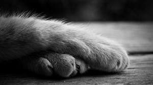 Pictures Cat Closeup Paws Animals