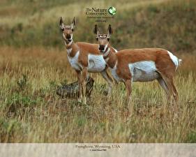 Fotos Paarhufer Antilope