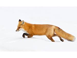 桌面壁纸，，狐狸，動物