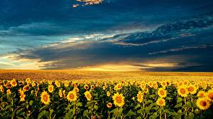 Pictures Fields Helianthus Nature