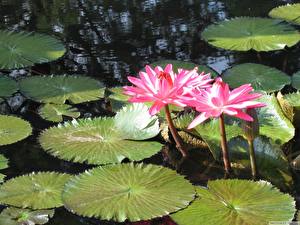 Images Water lilies flower