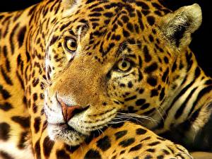 Bureaubladachtergronden Pantherinae Jaguar een dier