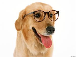 Bakgrundsbilder på skrivbordet Hundar Retriever Glasögon En tunga Djur