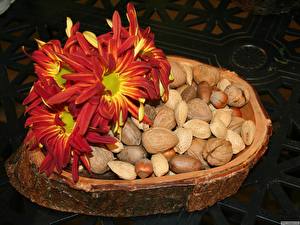 Pictures Nuts Flowers