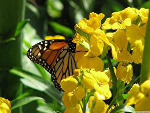 Bureaubladachtergronden Vlinder Monarchvlinder Bloemen