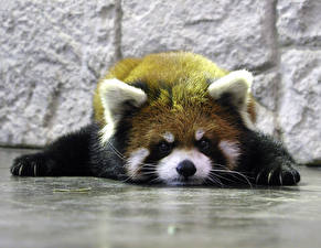 Papel de Parede Desktop Panda-vermelho ou panda-pequeno