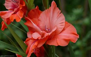 Image Gladiolus Flowers