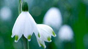 Images Snowdrops Flowers
