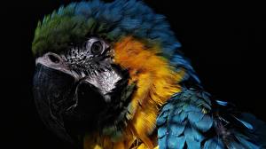Papel de Parede Desktop Pássaro Papagaio