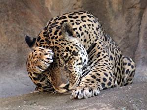 Bakgrundsbilder på skrivbordet Pantherinae Jaguar Djur