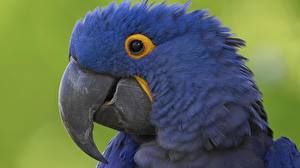 Pictures Bird Parrots