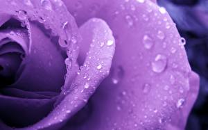 Sfondi desktop Rose Da vicino Violetto Gocce Fiori