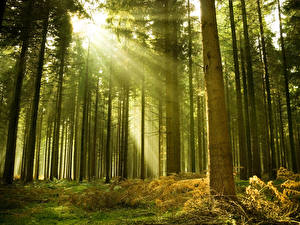 Картинка Лес Деревьев Лучи света Природа