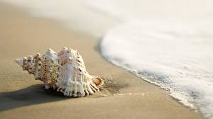 Pictures Shells Sand